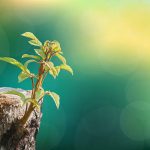 Young tree seedling grow from stump, beginning new life and rebirth concept.